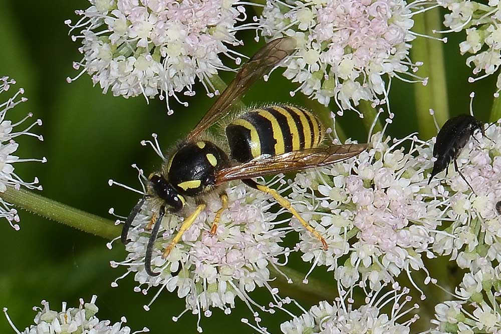 Vespula vulgaris? No, Dolichovespula sylvestris
